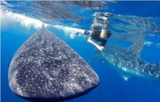  Snorkeling avec le requin baleine 